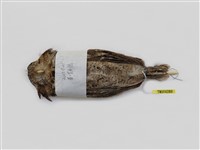 藏品(黃嘴角鴞)的圖片